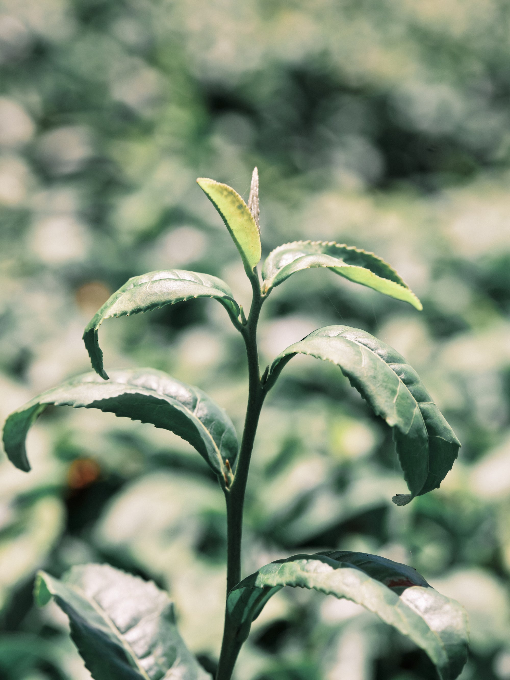 綠茶和檸檬草