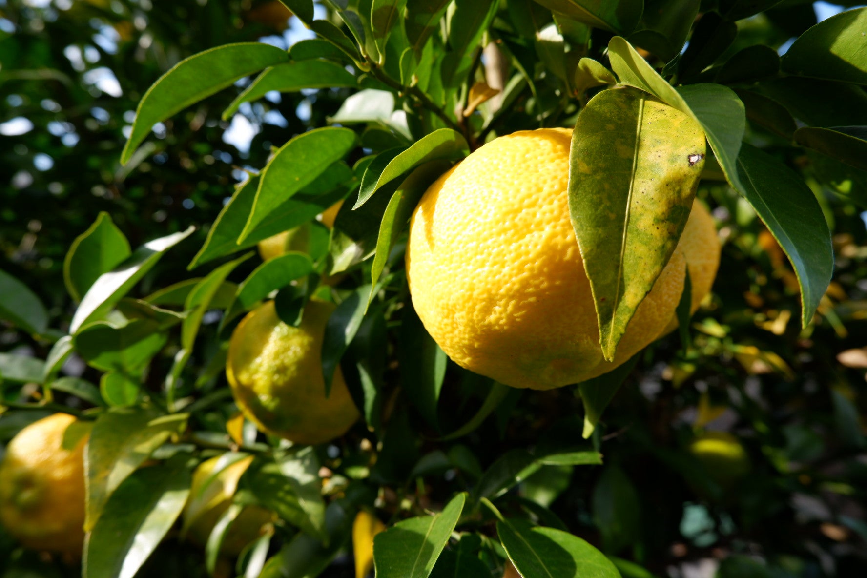 お歳暮・ホリデーギフトボックス(6個セット)