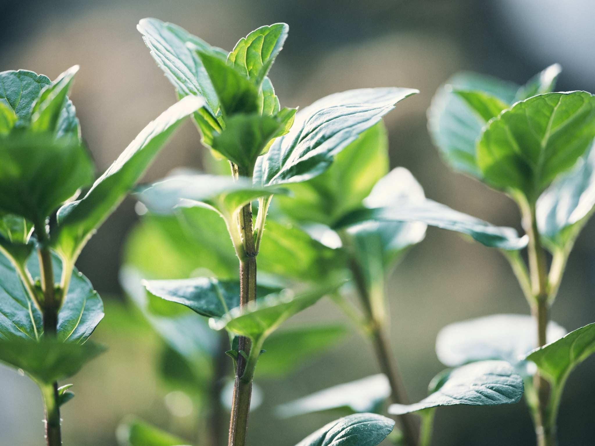 無農藥自家栽種香草茶（茶包）