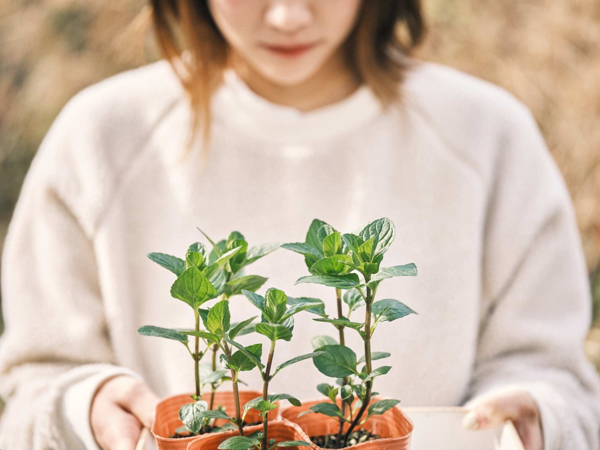 無農藥自家栽種香草茶（茶包）